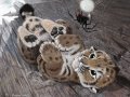 baby_smilodon_and_motherly_spider_by_psithyrus-d71d598.jpg